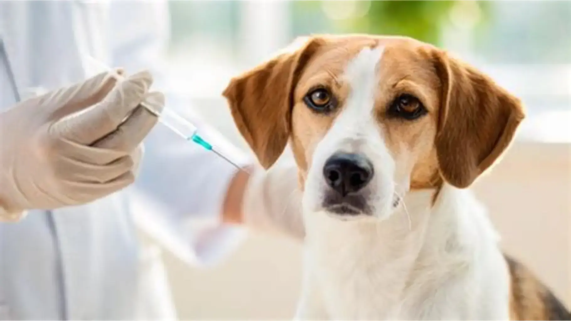 Tutores de cães e gatos podem levar os pets para vacinação contra a raiva neste sábado
